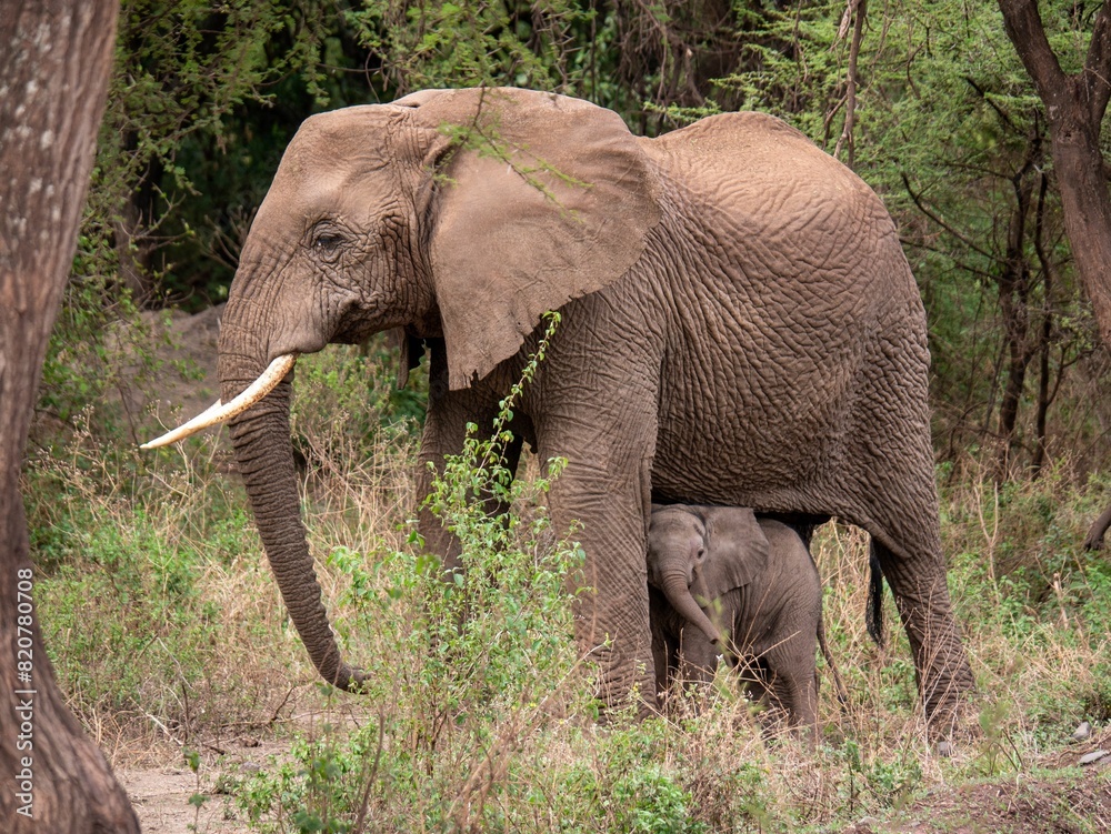 Majestic adult elephant and its adorable calf walking through the dense forest Majestic adult elephant and its adorable calf walking through the dense forest