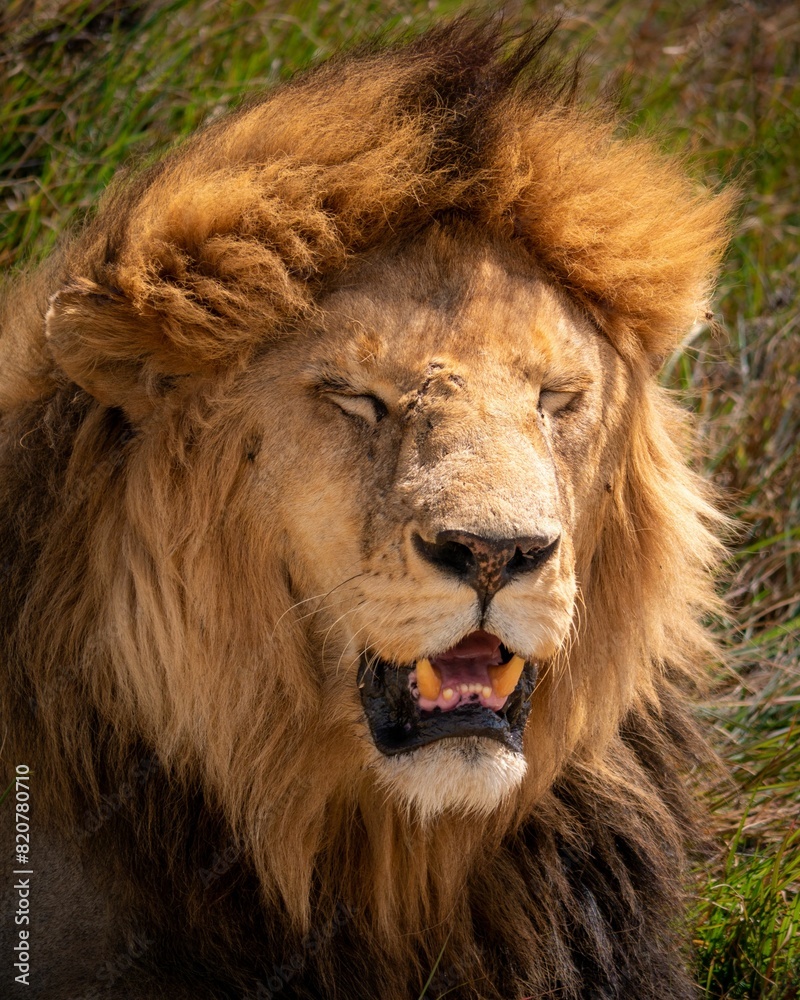 Close-up shot of a lion yawning, with its mouth wide open and its mane visible in the frame Close-up shot of a lion yawning, with its mouth wide open and its mane visible in the frame