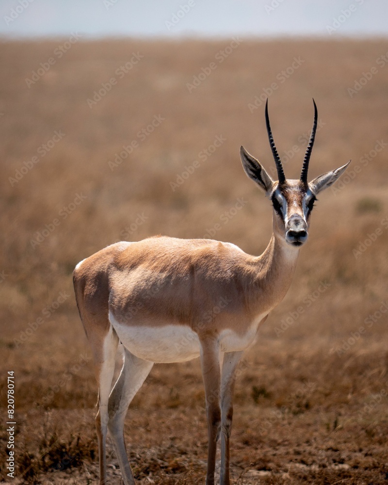 Majestic lone buck stands in a field of dry grass, surrounded by a peaceful rural landscape Majestic lone buck stands in a field of dry grass, surrounded by a peaceful rural landscape