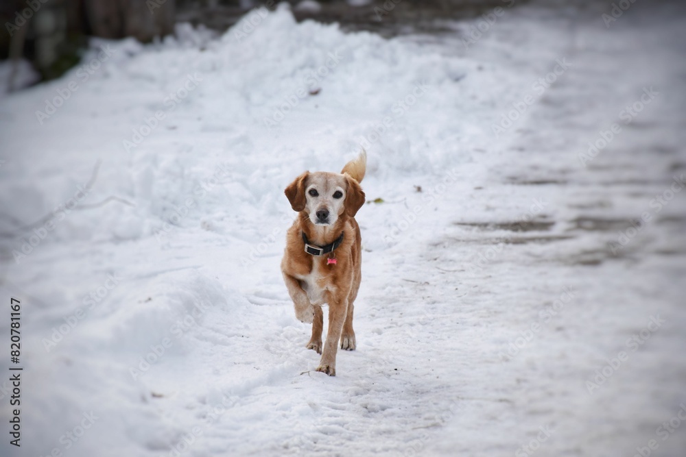 a dog walking through a snowy field with trees in the background a dog walking through a snowy field with trees in the background