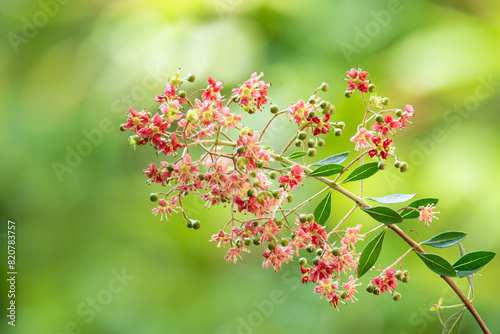 Henna or lawsonia inermis flowers on natural background.