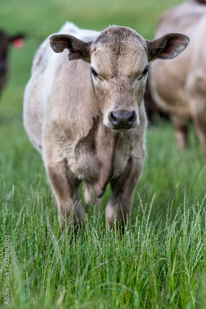 Beef Angus and Wagyu cows grazing in a field in a dry summer. Cow Herd on a farm practicing regenerative agriculture on a farming landscape. Fat Cattle at dusk Beef Angus and Wagyu cows grazing in a field in a dry summer. Cow Herd on a farm practicing regenerative agriculture on a farming landscape. Fat Cattle at dusk