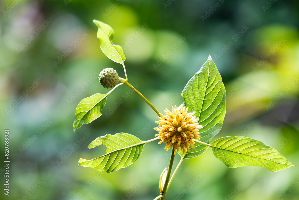 Kratom branch flower and green leaves on natural background. Kratom branch flower and green leaves on natural background.