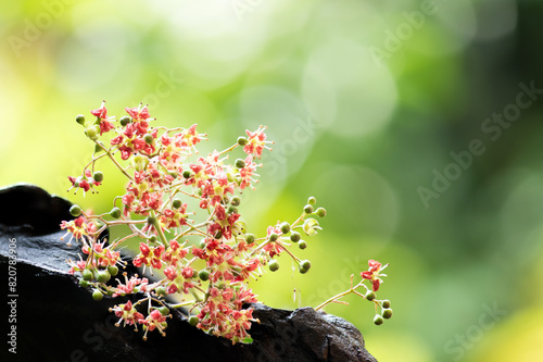 Henna or lawsonia inermis flowers on natural background. photo