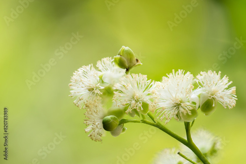 Tetracera loureiri or Dillenia branch flowers on natural background. photo