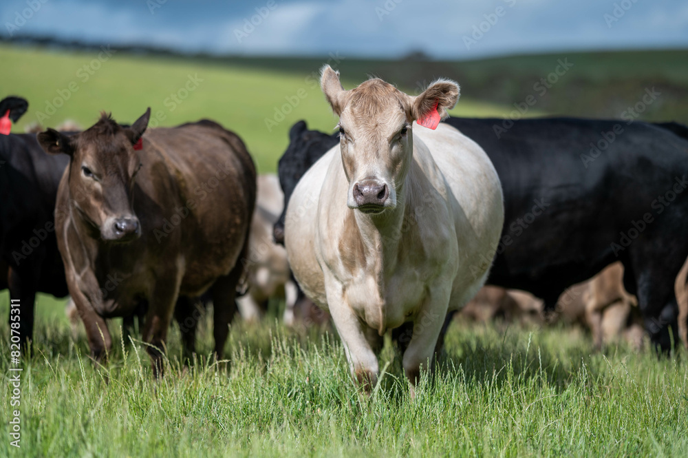 Australian wagyu cows grazing in a field on pasture. close up of a black angus cow eating grass in a paddock in springtime in australia Australian wagyu cows grazing in a field on pasture. close up of a black angus cow eating grass in a paddock in springtime in australia