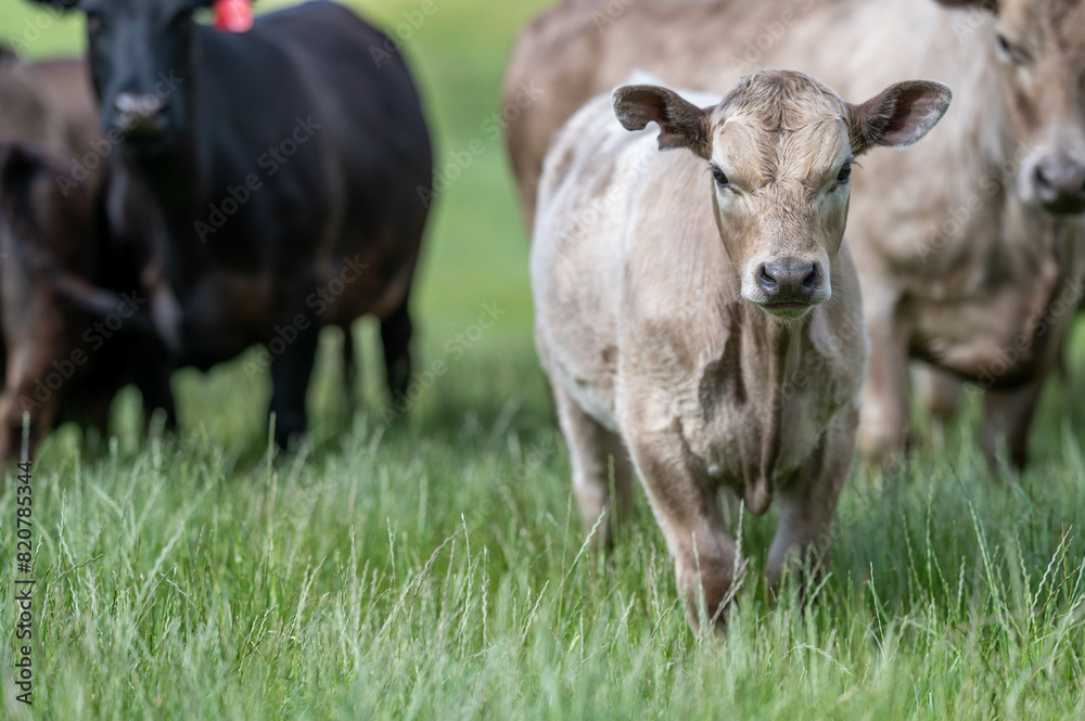 beautiful cattle in Australia eating grass, grazing on pasture. Herd of cows free range beef being regenerative raised on an agricultural farm. Sustainable farming beautiful cattle in Australia eating grass, grazing on pasture. Herd of cows free range beef being regenerative raised on an agricultural farm. Sustainable farming