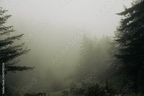 Fotografie Dense forest showcasing an expanse of trees and foliage