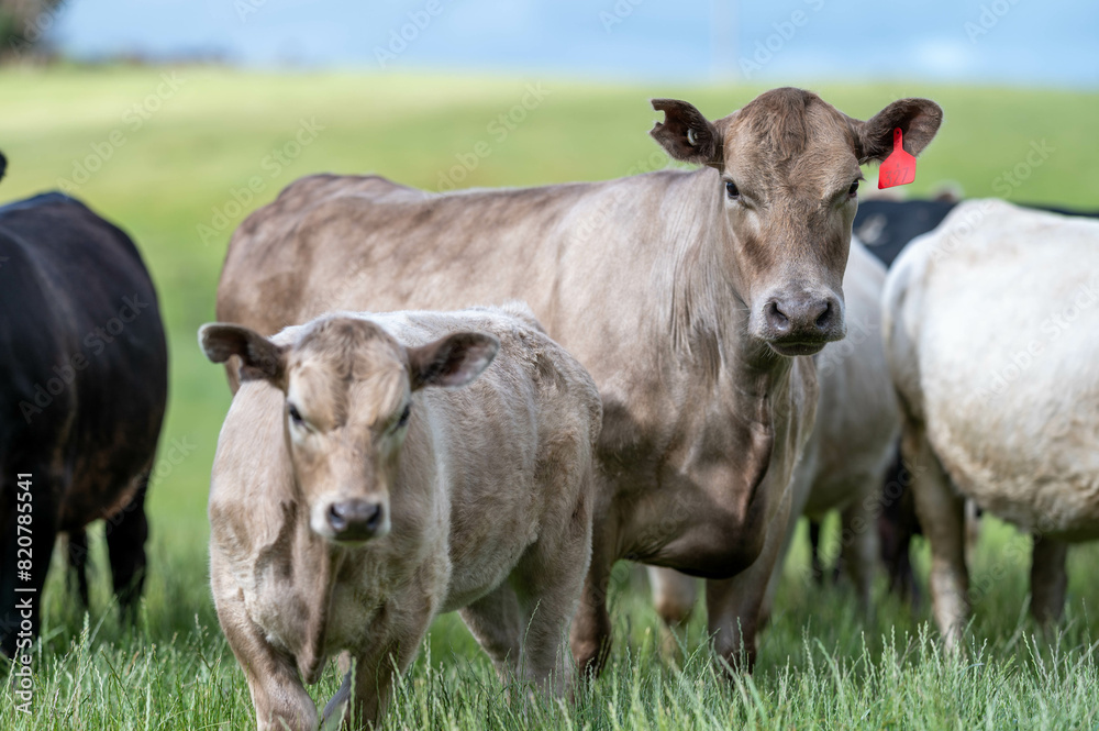 Herd of sustainable cows on a green hill on a farm in Australia. Beautiful cow in a field. Australian Farming landscape with Angus and Murray grey cattle Herd of sustainable cows on a green hill on a farm in Australia. Beautiful cow in a field. Australian Farming landscape with Angus and Murray grey cattle