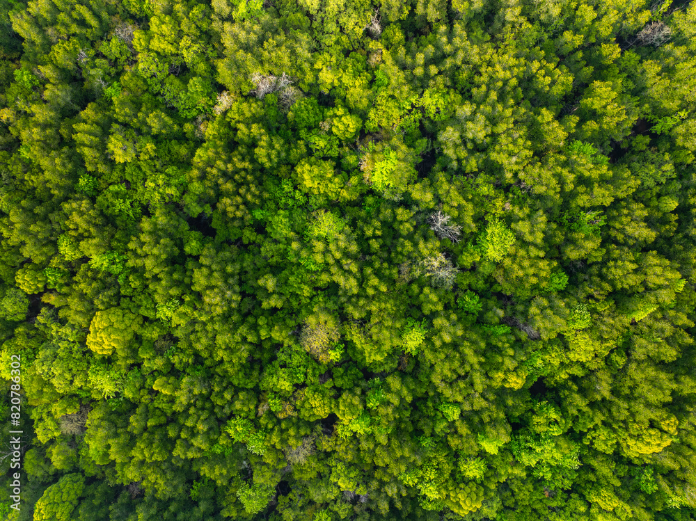 Amazing abundant mangrove forest, Aerial view of forest trees Rainforest ecosystem and healthy environment background, Texture of green trees forest top down, High angle view Amazing abundant mangrove forest, Aerial view of forest trees Rainforest ecosystem and healthy environment background, Texture of green trees forest top down, High angle view
