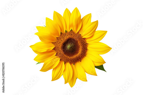 The Radiant Bloom of a Golden Sunflower on a White or Clear Surface PNG Transparent Background.