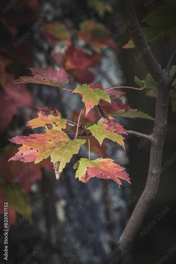Vertical closeup shot of rotting autumn leaves on a branch Vertical closeup shot of rotting autumn leaves on a branch