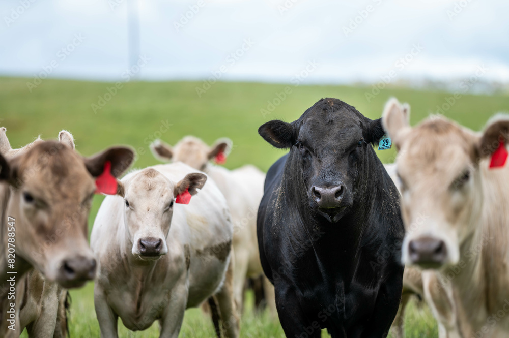 cows in a field on a regenerative agriculture farm in australia cows in a field on a regenerative agriculture farm in australia