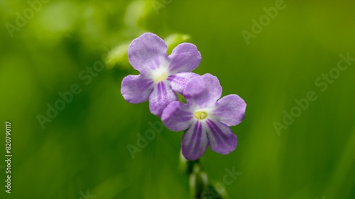 Tiny Purple Blooms: A Close-Up Display of Natural Elegance photo