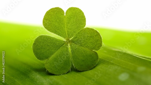 Green Macro Clover Leaf: Nature's Intricate Beauty in Close-Up photo