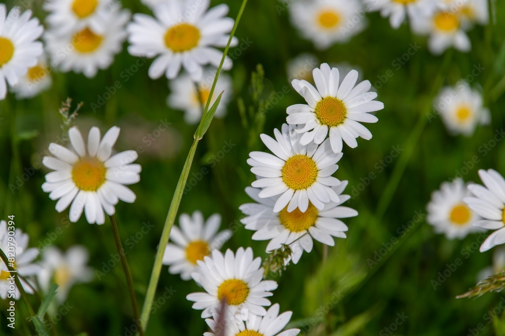 Obraz premium Margeriten