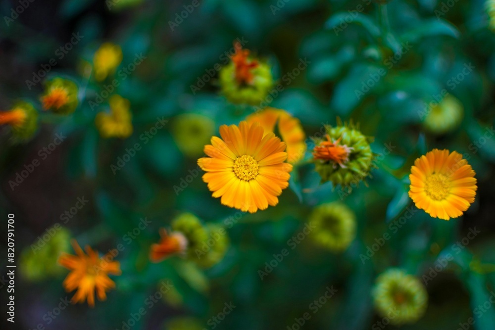 Vibrant and colorful close up of various flowers in bloom against a lush green background Vibrant and colorful close up of various flowers in bloom against a lush green background