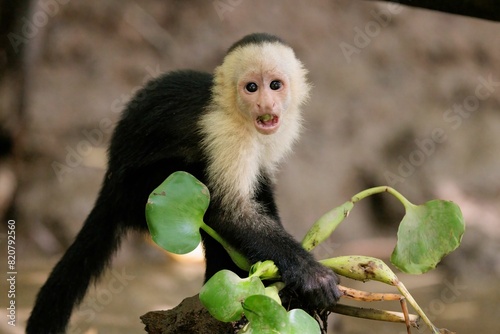 Closeup shot of a white-faced capuchin looking at the camera. Cebus imitator.