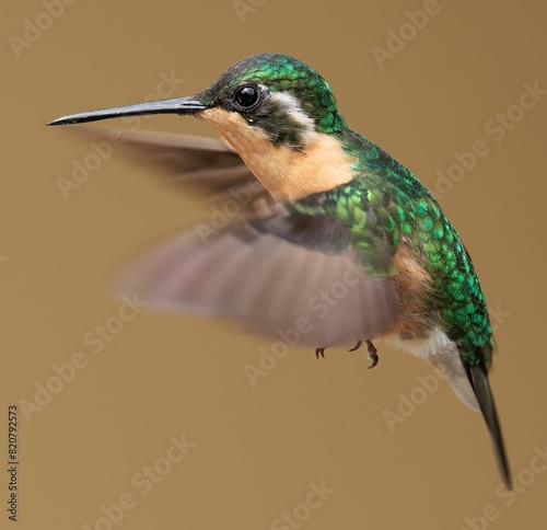 Close-up shot of a female white-throated mountaingem hovering in the air. Lampornis castaneoventris. photo