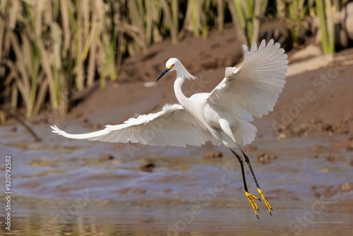 Majestic snowy egret taking off. Egretta thula. photo