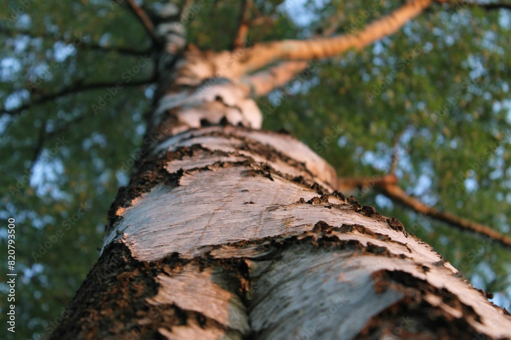 the trunk of an old birch tree with a few bark on it the trunk of an old birch tree with a few bark on it