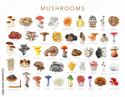 Various mushroom collection. Watercolor painted illustration. Painted edible, medicinal, poisonous fungi set. Big collection of vintage style mushrooms with names. White background