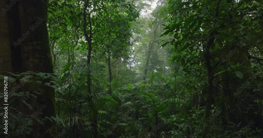 The foggy forest features a microstock plus logo in the distant background The foggy forest features a microstock plus logo in the distant background