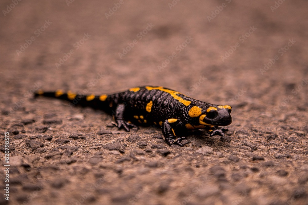 Closeup of a fire salamander on the ground Closeup of a fire salamander on the ground