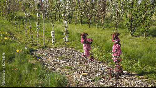 Columnar apple trees sample, young seedlings in full bloom growing in rows in a horticultural plantation - a space-saving variety known for their narrow, upright growth.