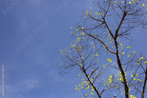 Beautiful tree branches with blue sky