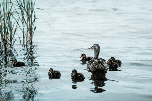 Loving mother duck and her three offspring peacefully gliding through the lake's tranquil waters