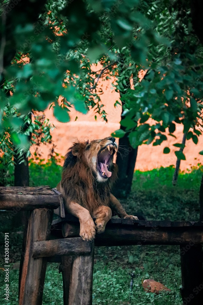 Obraz premium Majestic lion perched atop a wooden fence in a lush green grassy area.