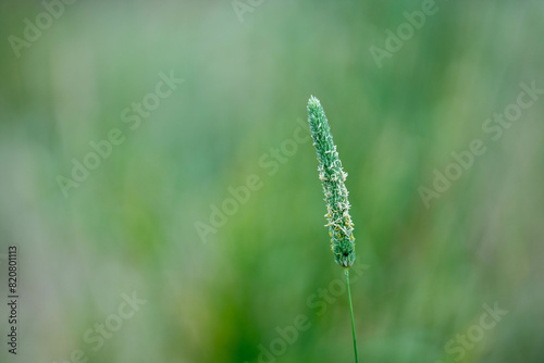 wheat grain crop in a field in a farm growing in rows. growing a crop in a of wheat seed heads mature ready to harvest. barley plants close up © William