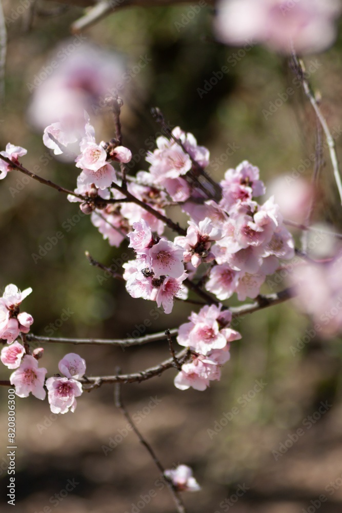 Vertical closeup of pink flowers blooming on a tree branch Vertical closeup of pink flowers blooming on a tree branch