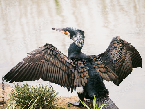 Great cormorant with spread wings by the water
