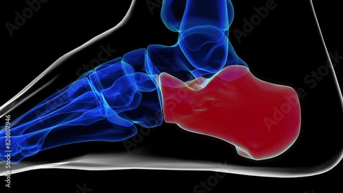 Lateral view of calcaneus bone foot bones anatomy for medical Concept 3D rendering photo