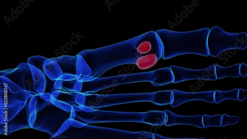 Sesamoid bone foot bones anatomy for medical Concept 3D rendering photo