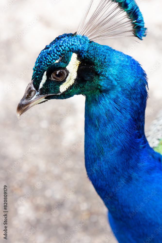 Close-up of a vibrant Indian peacock head Close-up of a vibrant Indian peacock head