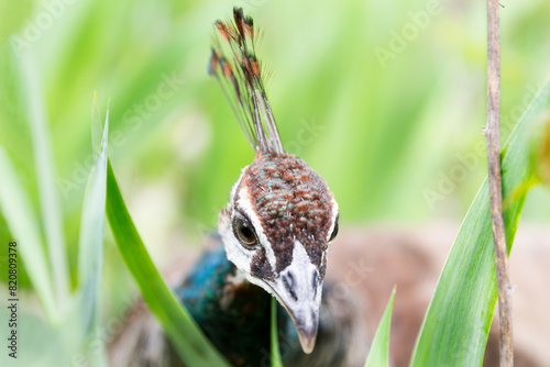 Close-up of a peacock in natural habitat photo