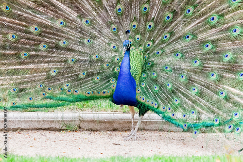 Stunning Peacock Showcasing Full Plumage Display photo
