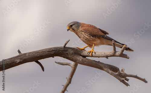 Kestrel Perched on a Weathered Branch Against Gray Sky