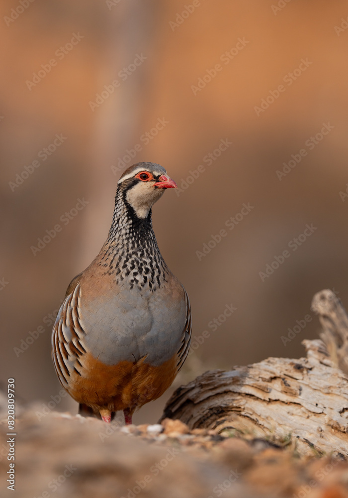 Elegant Red-legged Partridge in Natural Habitat Elegant Red-legged Partridge in Natural Habitat