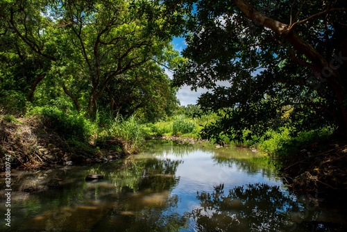 Scenic shot of a tranquil river surrounded by lush trees and foliage in Shenzhen