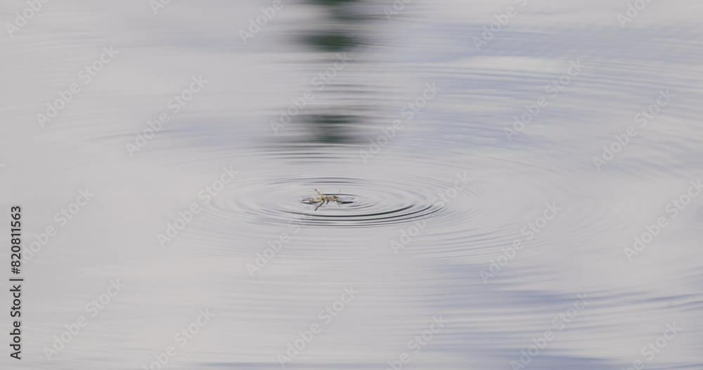 Trout eats a grasshopper from the water's surface Trout eats a grasshopper from the water's surface
