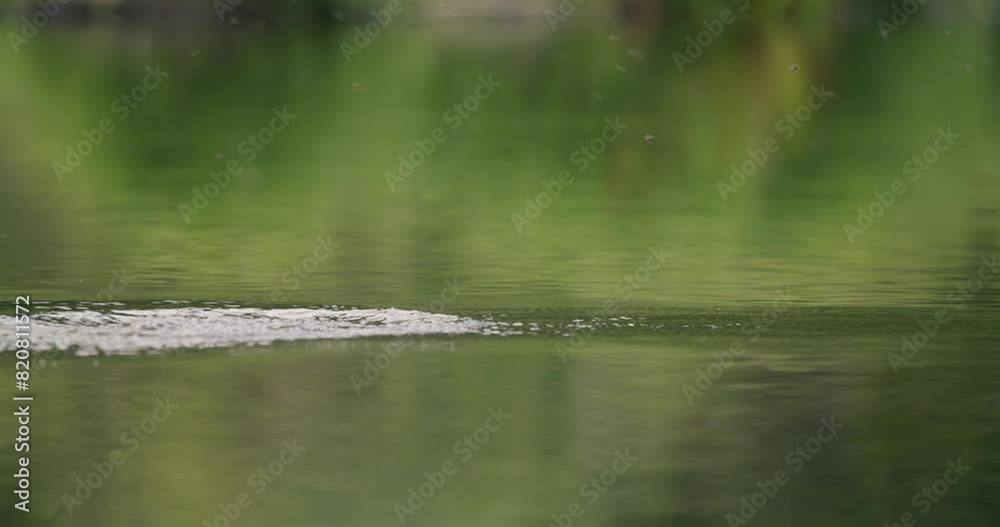 Trout fish jumping out of the water trying to catch flying insects