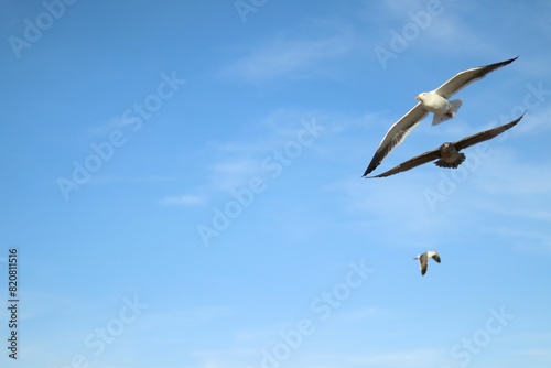 Seagulls soaring in the blue sky.