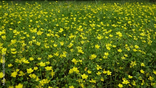 Fototapeta Naklejka Na Ścianę i Meble -  a field filled with yellow flowers and green grass on top of a wooden bench