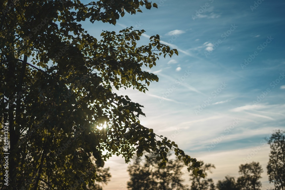 Stunning landscape view of a lush forest with a vibrant sunset sky in the background Stunning landscape view of a lush forest with a vibrant sunset sky in the background
