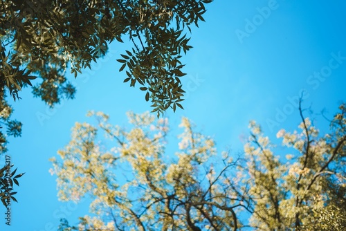 Vibrant composition of foliage featuring lush green leaves and branches in the foreground