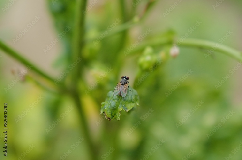Closeup shot of a fly perched atop a vibrant green plant. Closeup shot of a fly perched atop a vibrant green plant.
